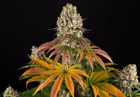 Sour Diesel