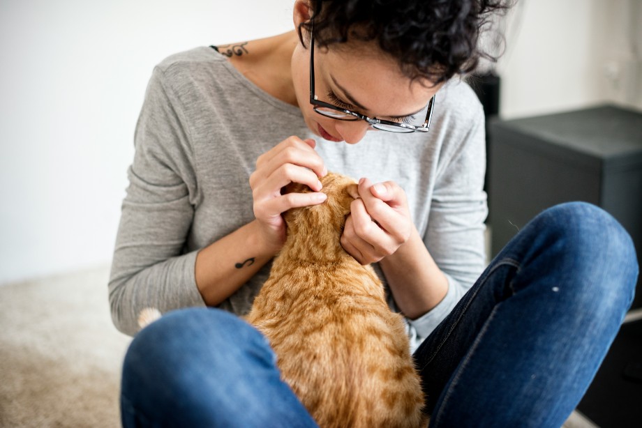 Home Remedies for a Cat