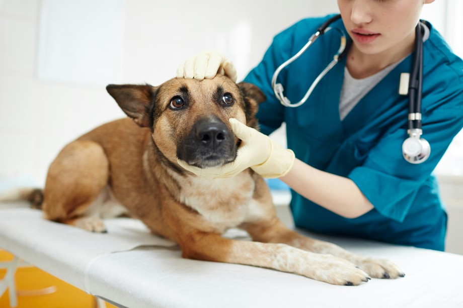 Check Bacterial and Fungal Infections in Dog