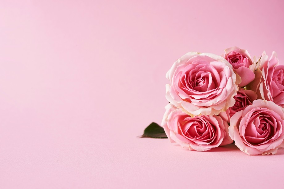 Pink Roses