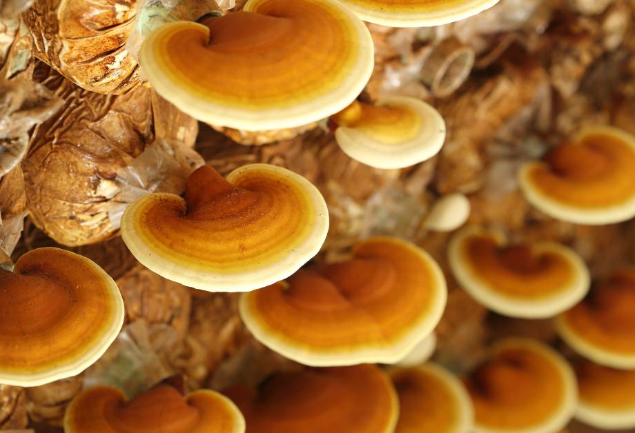 Reishi Mushroom