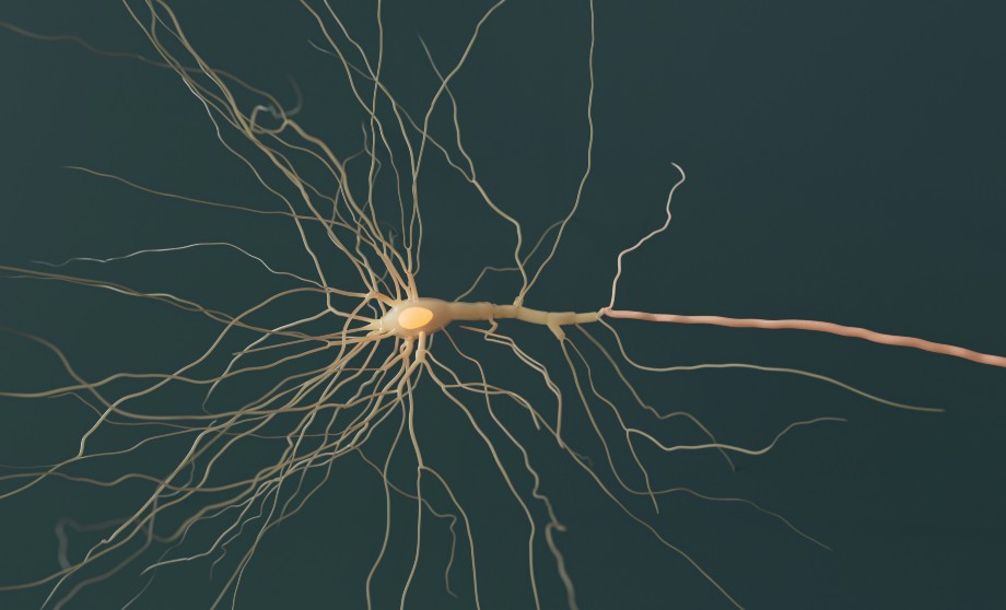 neurogenesis
