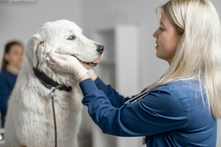 bring a dog to visit vet