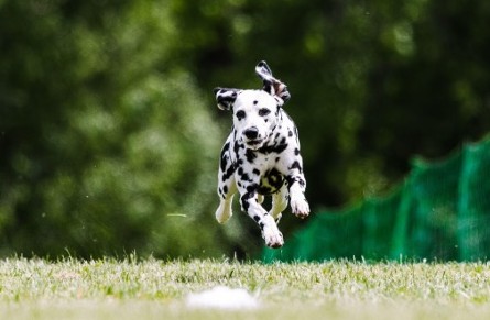 A dalmatian with black spots, running through a field and showing off its classic dalmatian colors