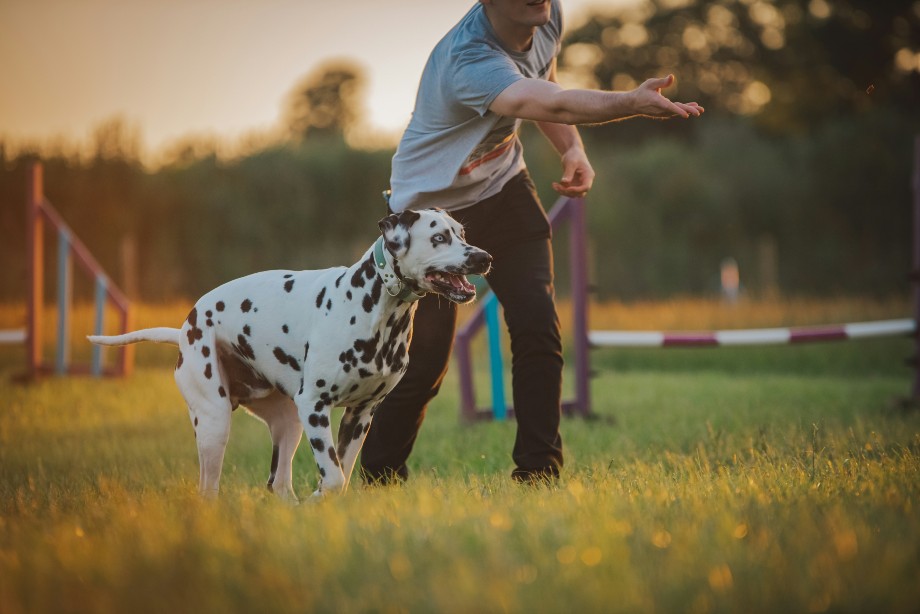 Man throws a dalmatian treat